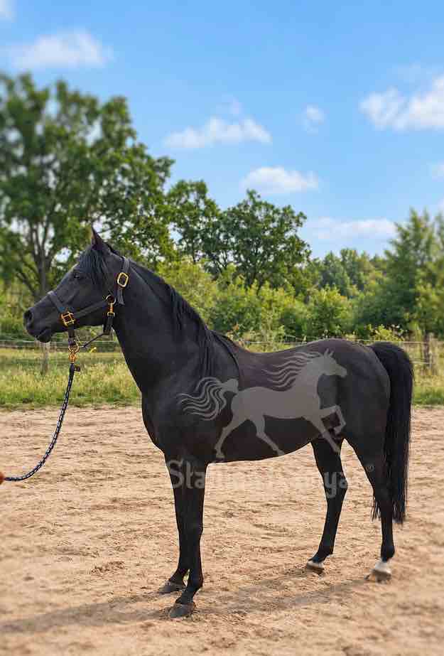 Stallion Kamyar® standing in profile outdoors