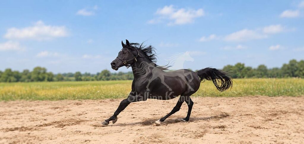 Stallion Kamyar® black Arabian stallion galloping outdoors