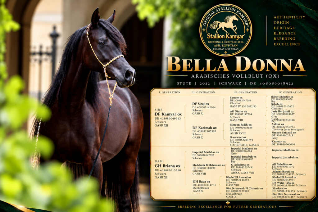 Pedigree graphic of Bella Donna with breeding overview and heritage design