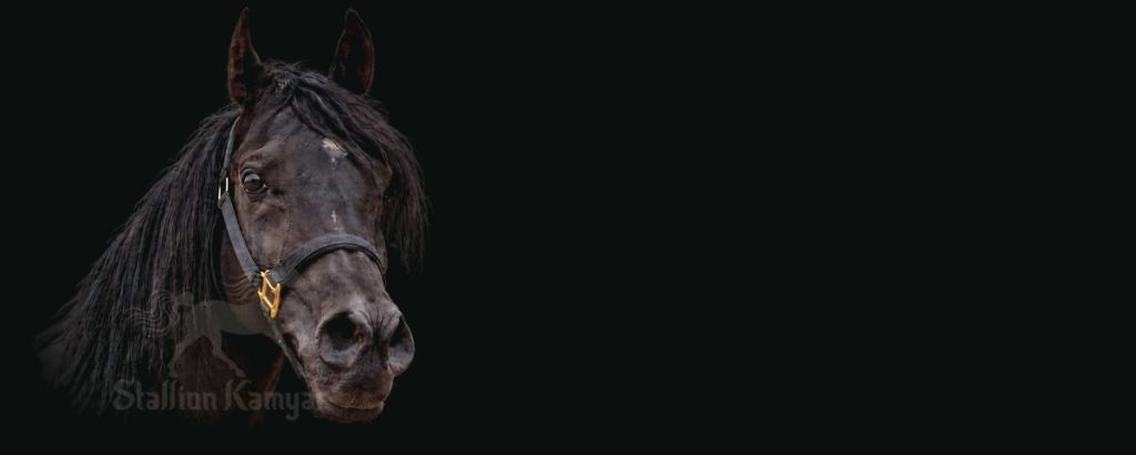 Portrait of Stallion Kamyar® used as the Bloodline & Pedigree hero image