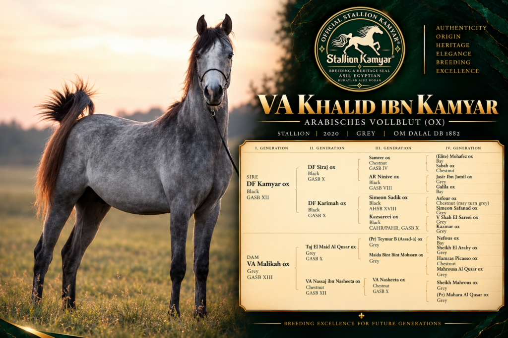 Pedigree graphic of VA Khalid Ibn Kamyar, offspring of Stallion Kamyar