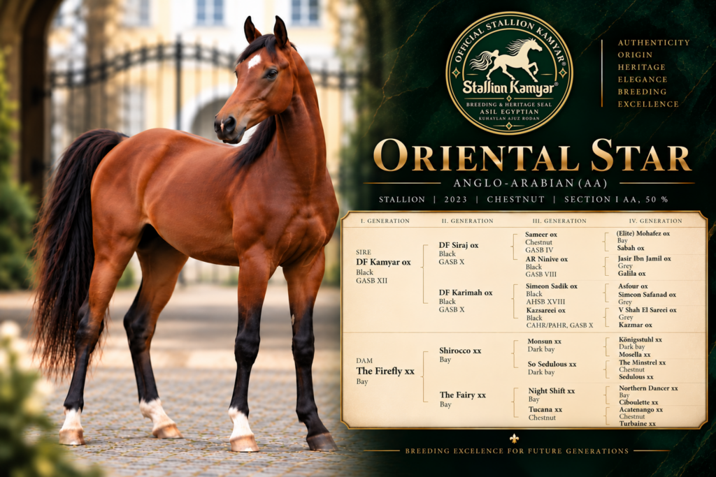 Pedigree graphic of Oriental Star, Anglo-Arabian offspring of Stallion Kamyar