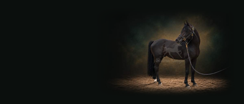 Stallion Kamyar® standing in profile against a dark gold and emerald background