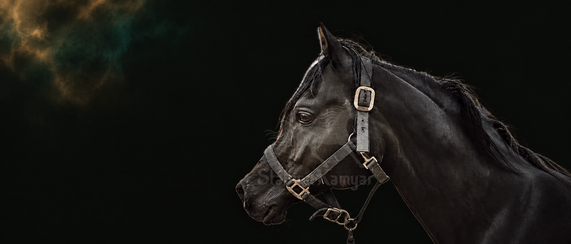 Stallion Kamyar® black Arabian stallion portrait against a dark background