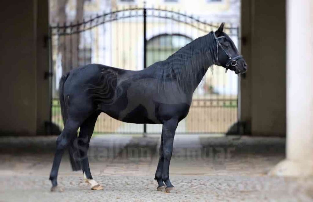 Stallion Kamyar® standing in profile